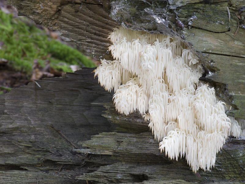 Hericium flagellum